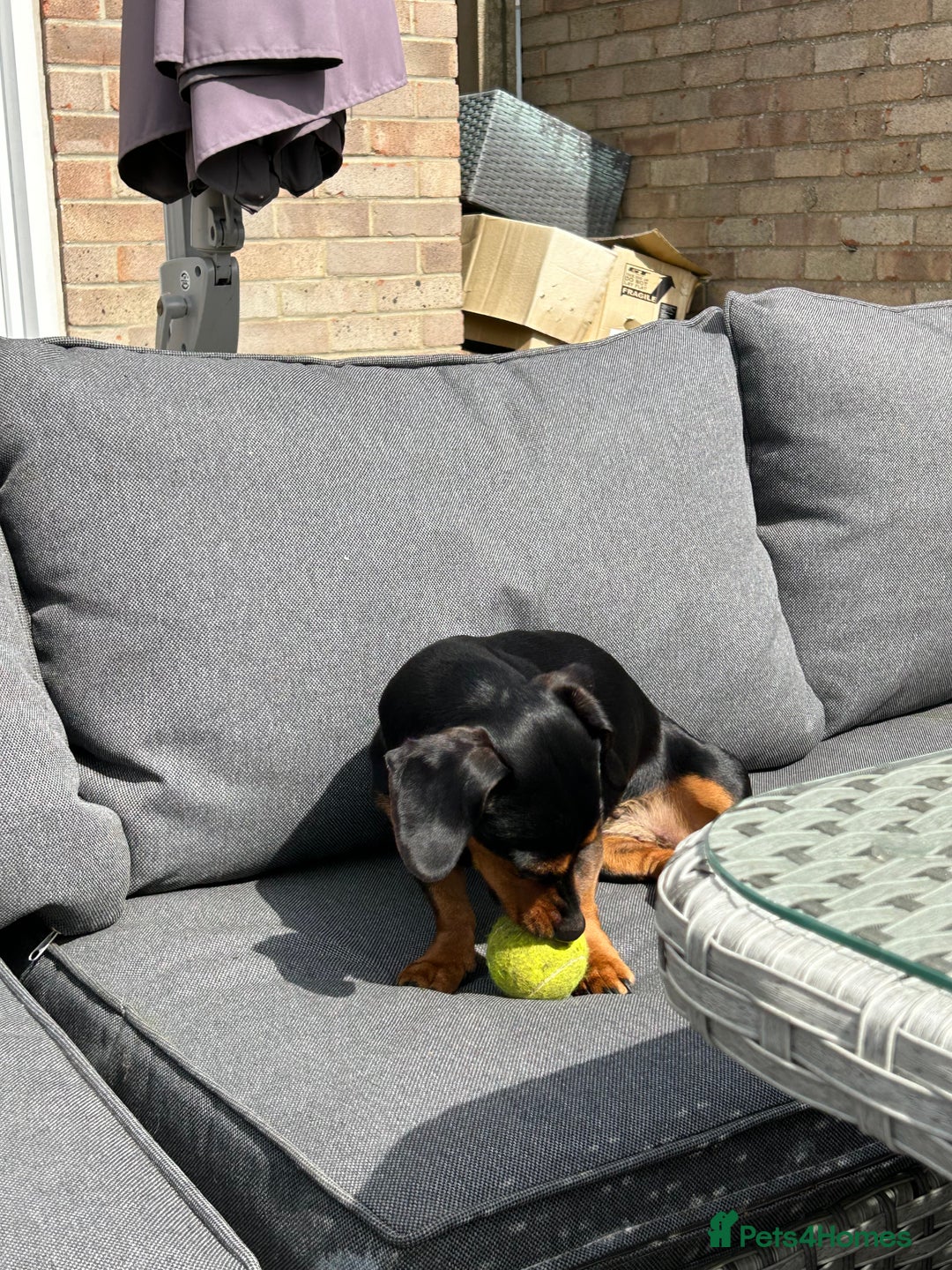 Mixed Breed dogs for sale: 5 year old Dachshund (cross) needs rehoming - Image 8