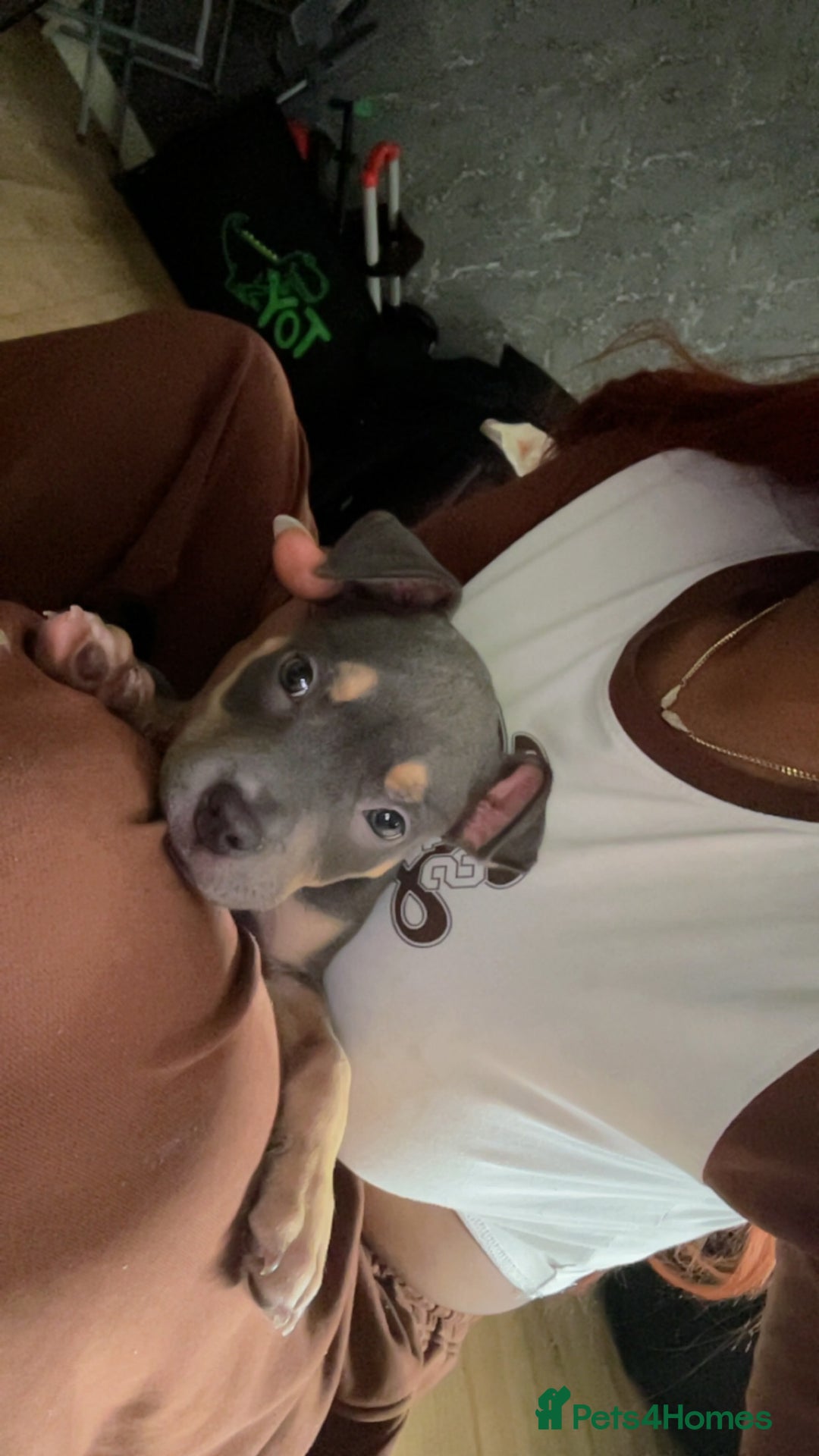Mixed Breed dogs for sale: Beautiful staffy x bullmastiff  - Image 3