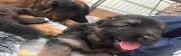 German Shepherd dogs for sale: Big,beautiful,wolf eyes puppies  - Advert 4