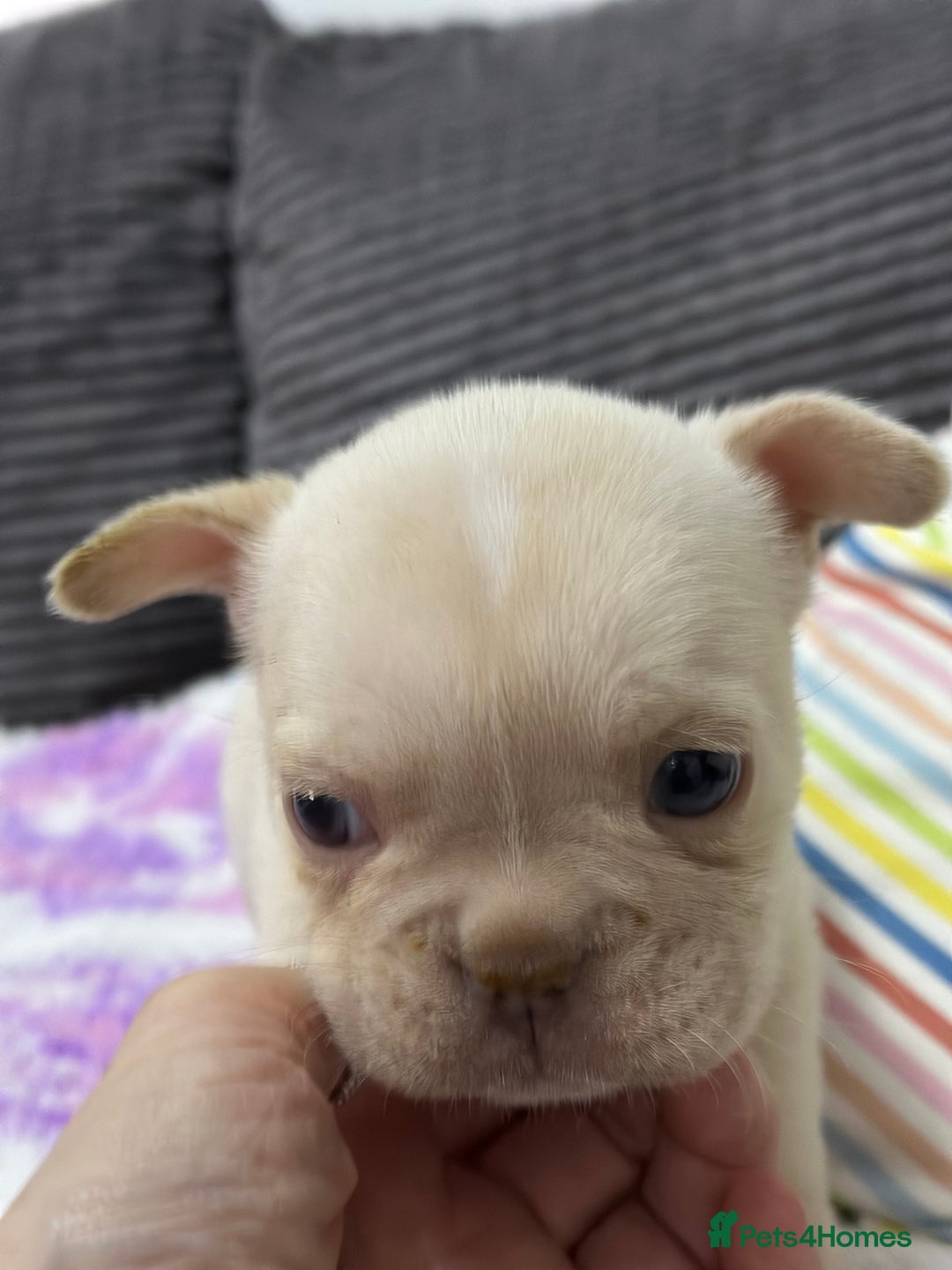 French Bulldog dogs for sale: French bulldog puppies Ready Now! - Advert 22