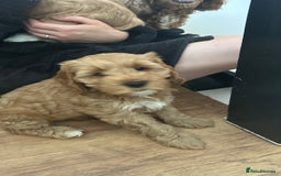 Cockapoo dogs for sale: Cockapoo in Chesterfield - Image 16