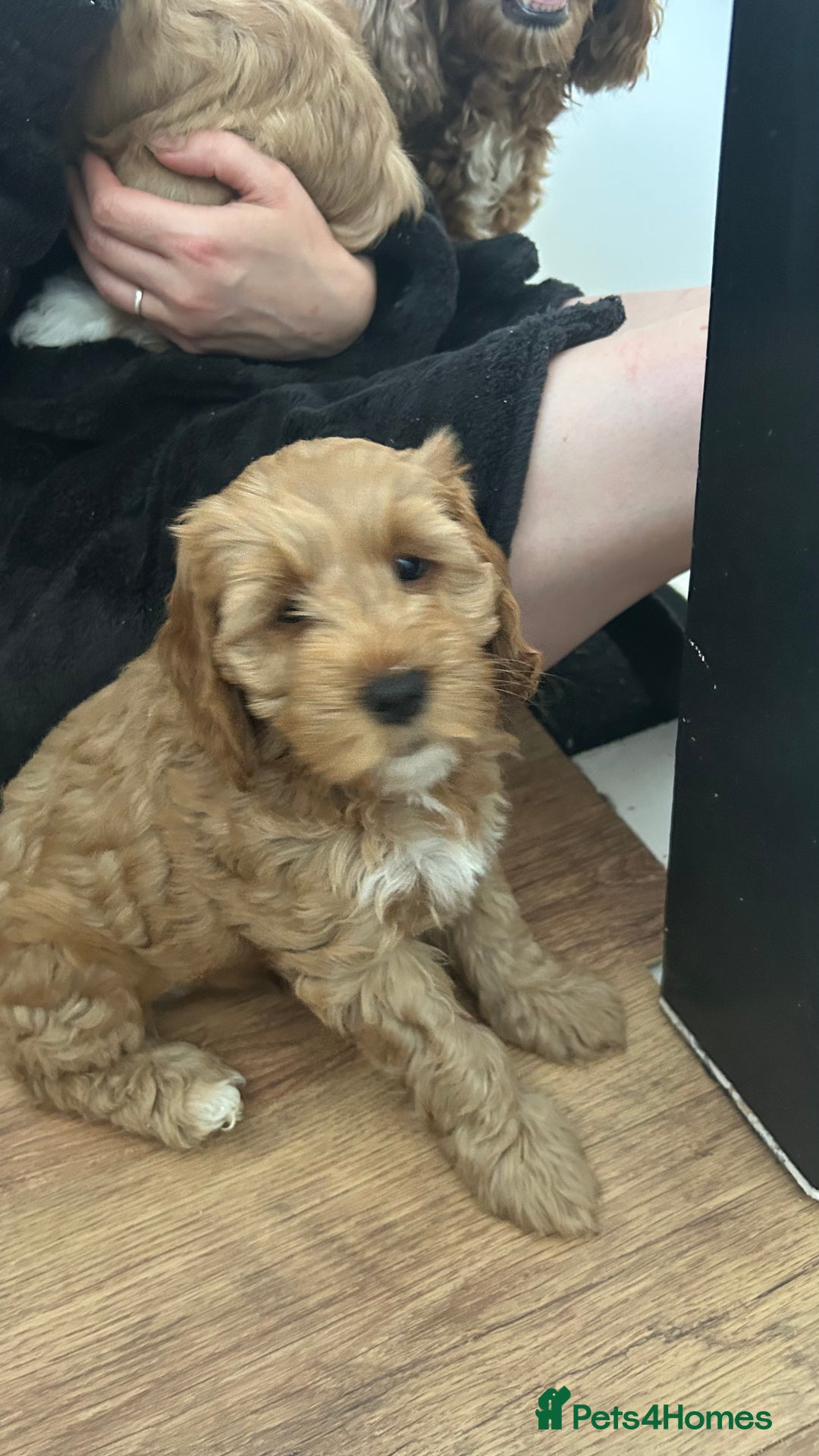 Cockapoo dogs for sale: Cockapoo in Chesterfield - Image 16