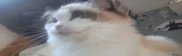 Ragdoll cats for sale: Adult Ragdolls - Advert 4
