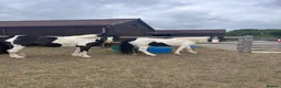 Irish Cob horses for sale: Ruby 12.3h in Halstead - Advert 8