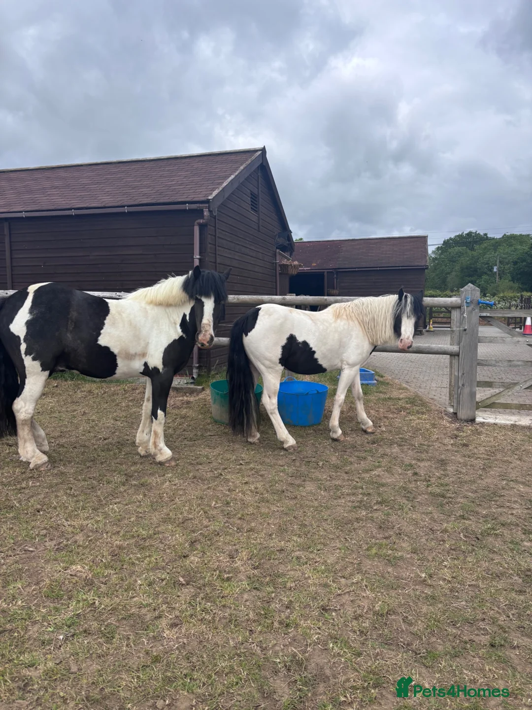 Irish Cob horses for sale: Ruby 12.3h in Halstead - Advert 8