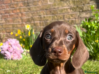 Miniature Dachshund dogs 🌸 READY NOW SHOW QUALITY FEMALES 🌸 - Advert 1