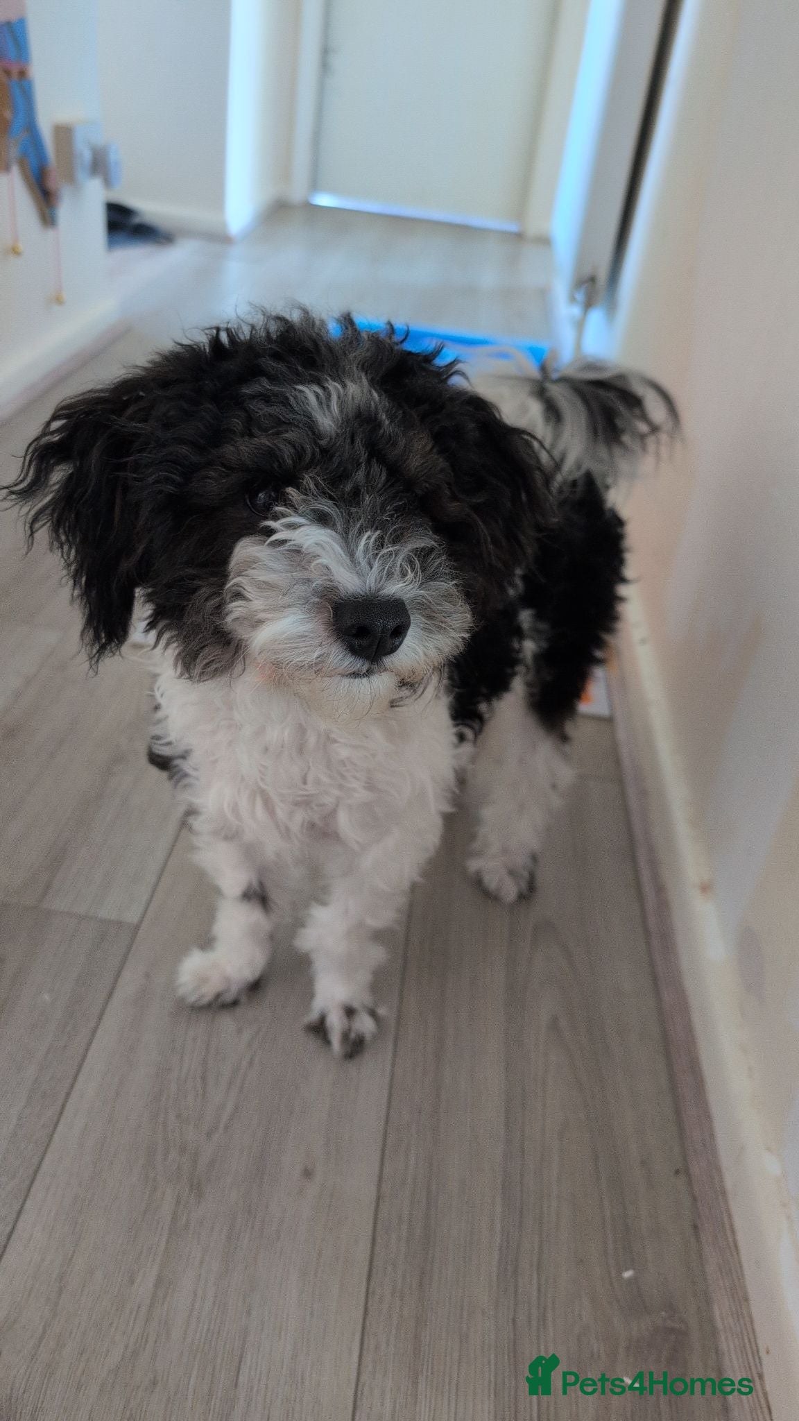 Mixed Breed dogs This is Sid  - Advert 1