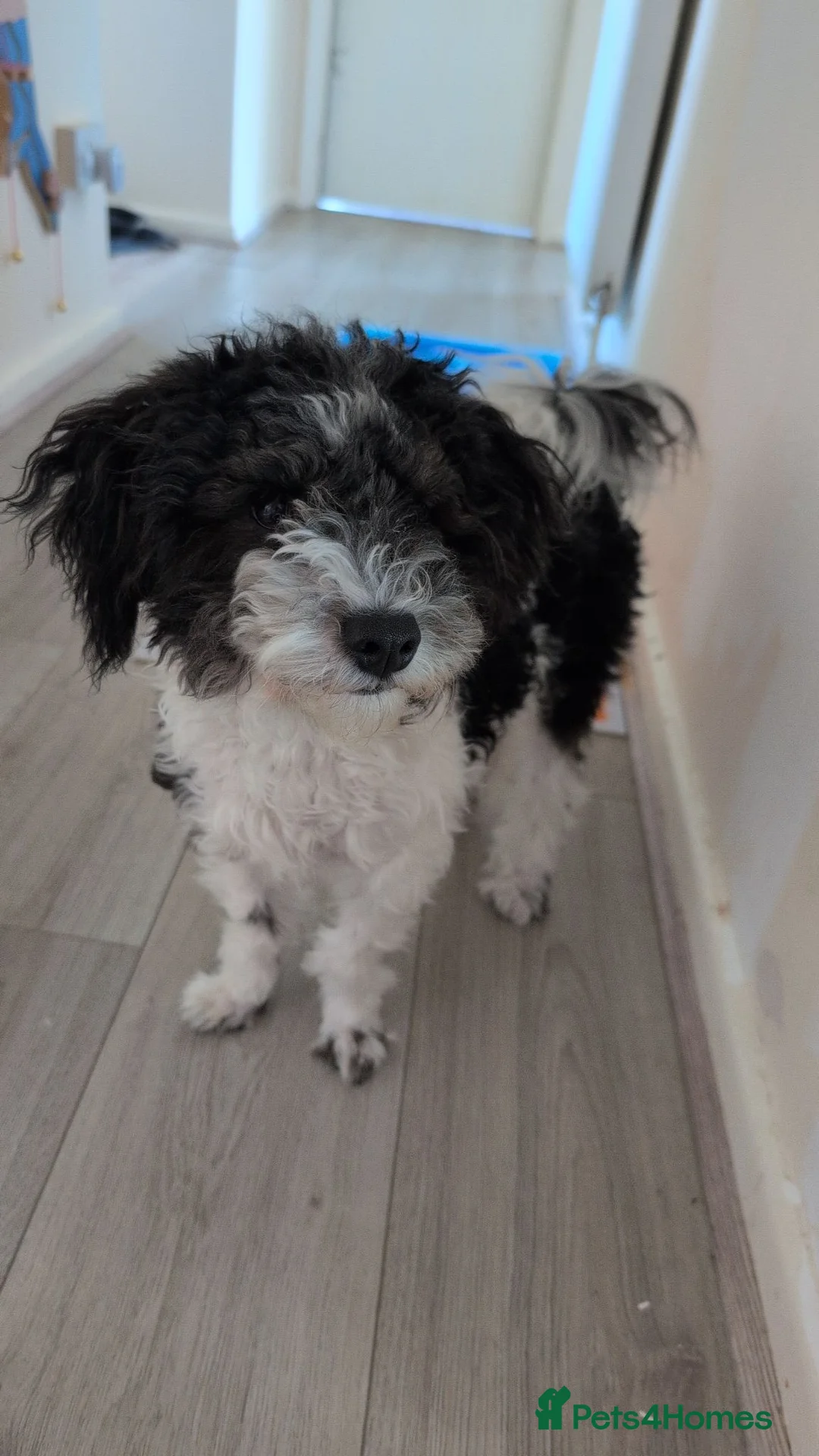 Mixed Breed dogs for sale: This is Sid  in Colchester - Advert 1