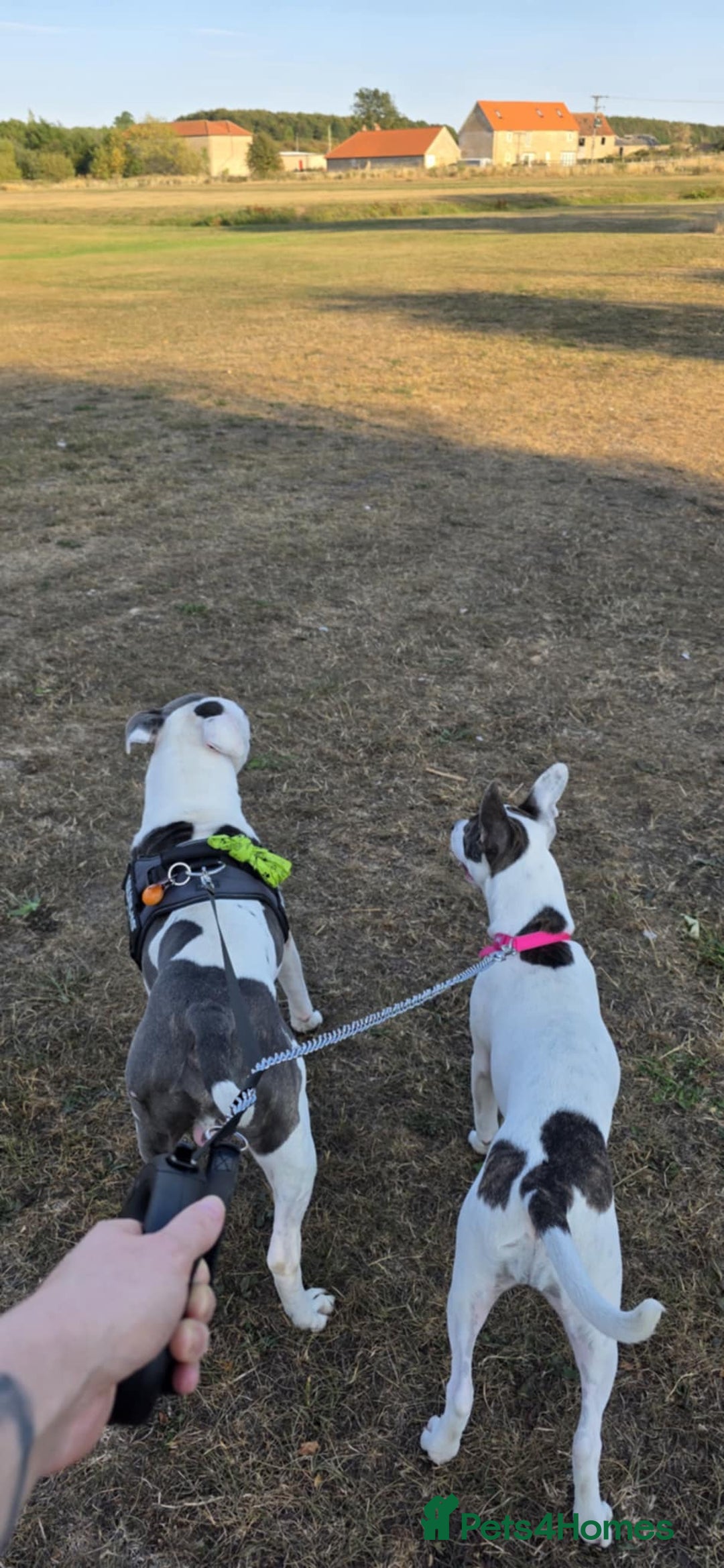Staffordshire Bull Terrier dogs for sale: Luna, Staffordshire bull terrier  - Image 5