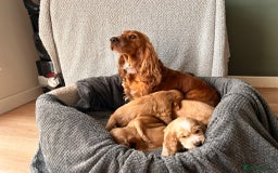 Cocker Spaniel dogs for sale: Golden English Show Cocker Spaniel puppies - Image 5