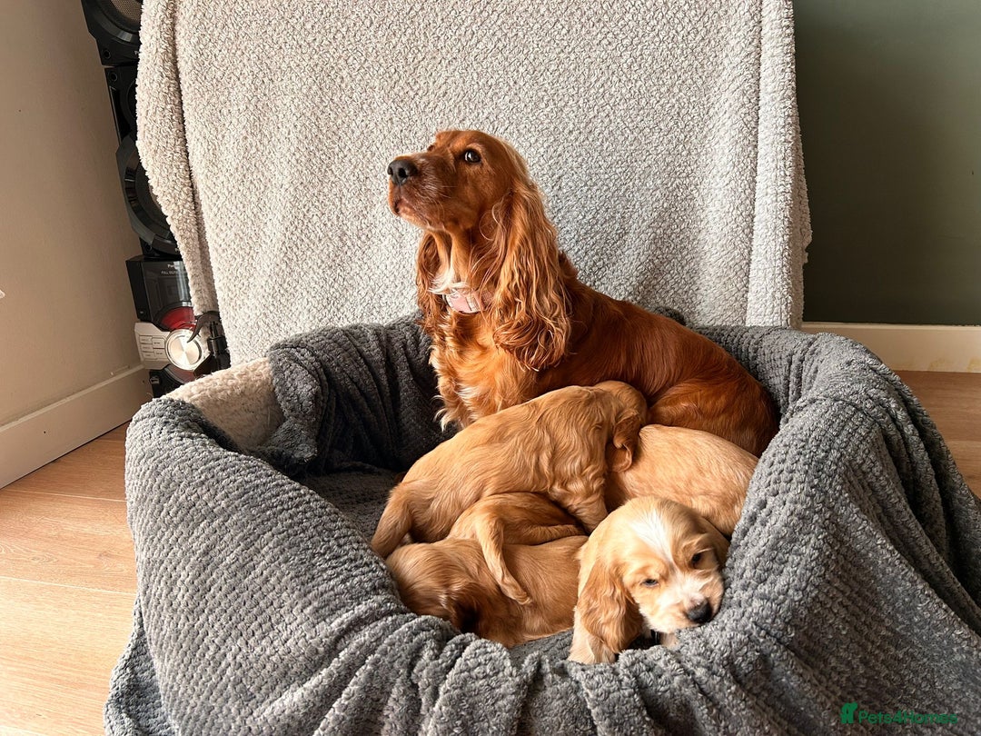Cocker Spaniel dogs for sale: Golden English Show Cocker Spaniel puppies - Image 5