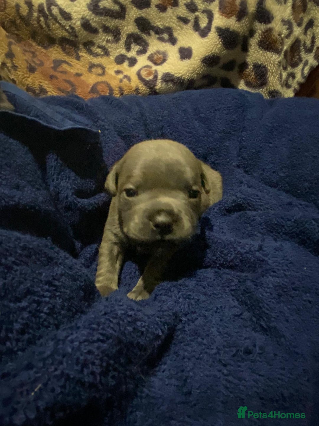 Staffordshire Bull Terrier dogs for sale: Beautiful little of 4 pups 2 girls 2 boys - Advert 6