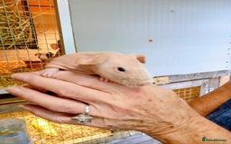 Guinea Pig rodents for sale: Skinny Pig Males - Image 3