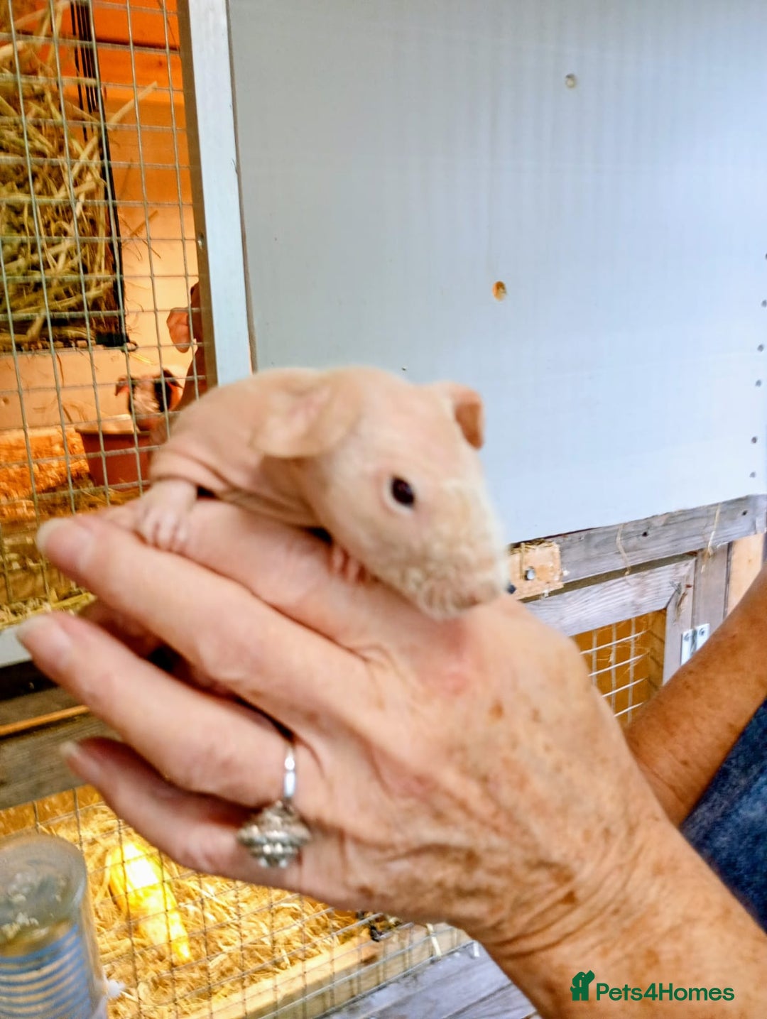 Guinea Pig rodents for sale: Skinny Pig Males - Image 3
