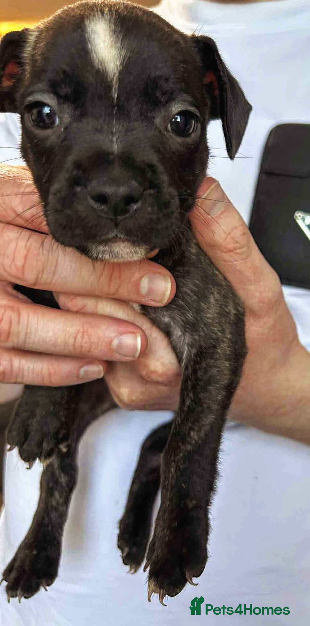 Mixed Breed dogs for sale: French Bulldog x Staffie Puppies - Rare colours - Image 12