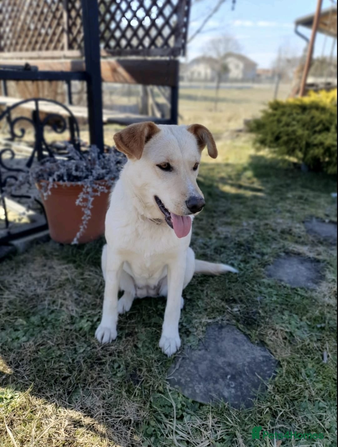 Mixed Breed dogs ❤️🐶 NOLA – THE GIRL WHO STILL WAITS AND BELIEVES - Advert 1