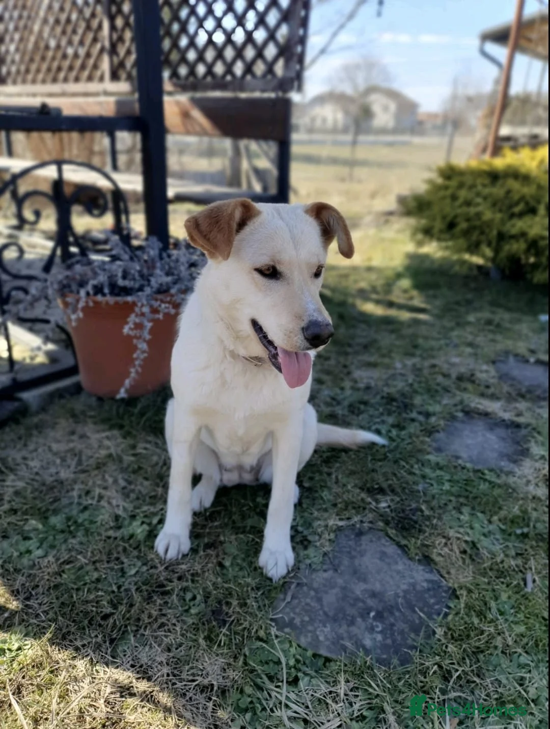 Mixed Breed dogs for adoption: ❤️🐶 NOLA – THE GIRL WHO STILL WAITS AND BELIEVES in Burton-on-Trent - Advert 1