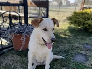 Mixed Breed dogs ❤️🐶 NOLA – THE GIRL WHO STILL WAITS AND BELIEVES - Advert 1