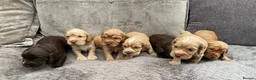 Cocker Spaniel dogs for sale: stunning show cocker/ working cocker - Advert 25