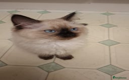 Ragdoll cats for sale: Ragdolls - Image 1