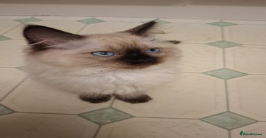 Ragdoll cats - Advert 7