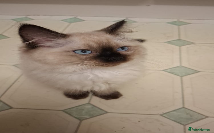 Ragdoll cats - Advert 2