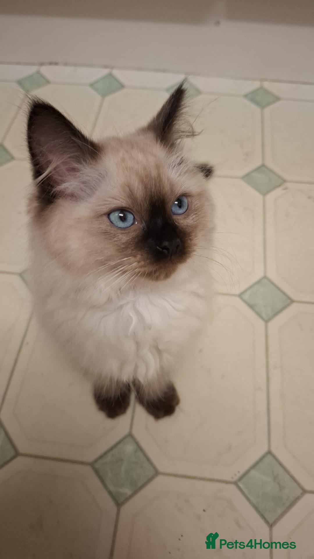 Ragdoll cats for sale: Ragdolls - Image 1