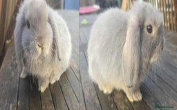 Mini Lop rabbits for sale: Pure bred mini lops looking for new home - Image 9