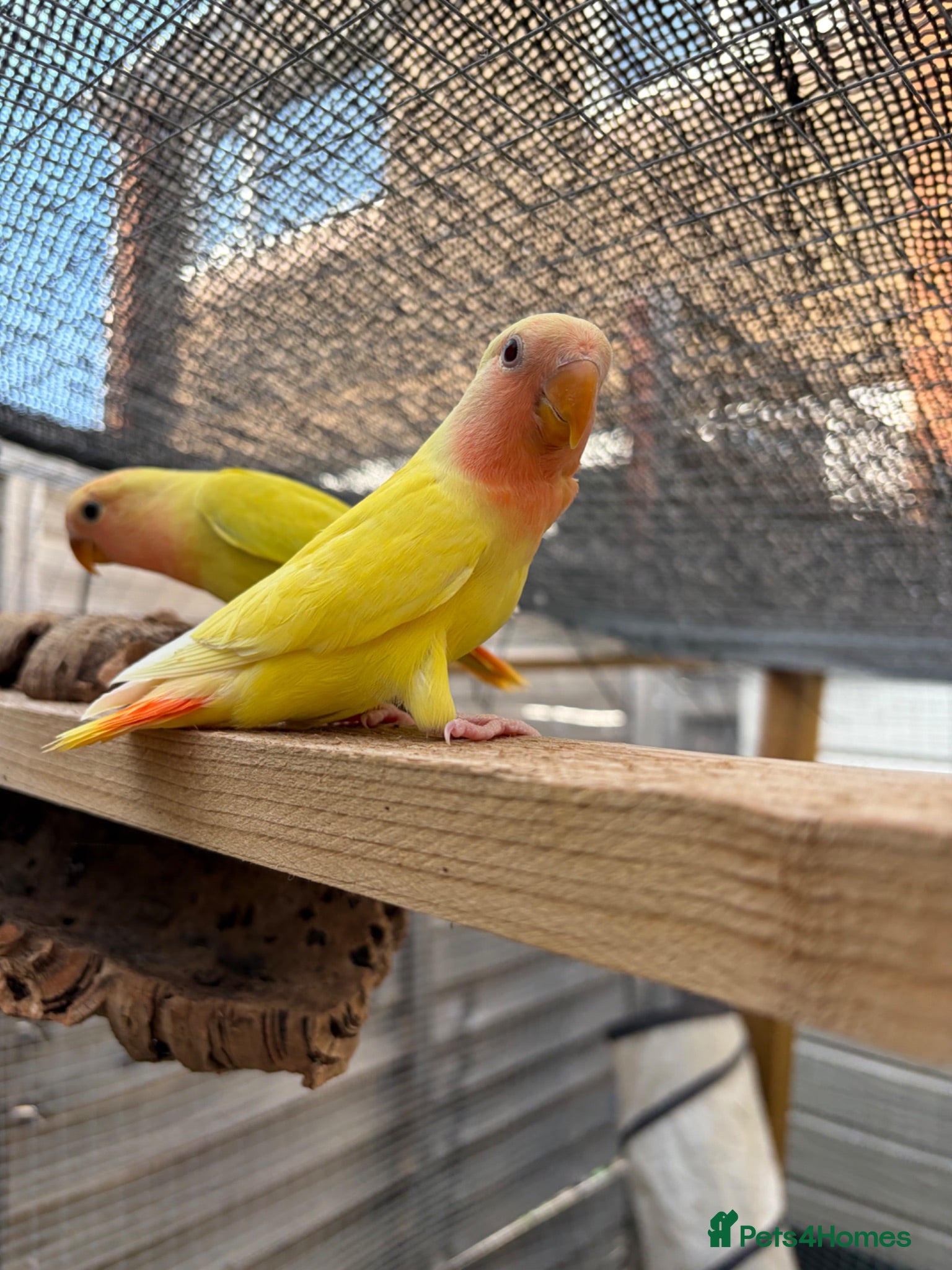 Lovebirds birds Hand tame love birds  - Advert 7