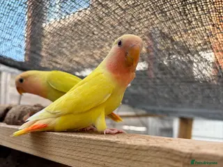 Lovebirds birds Hand tame love birds - Advert 7
