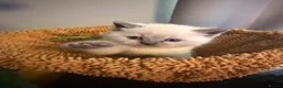 British Shorthair cats for sale: Beautiful British shorthair kittens - Advert 8