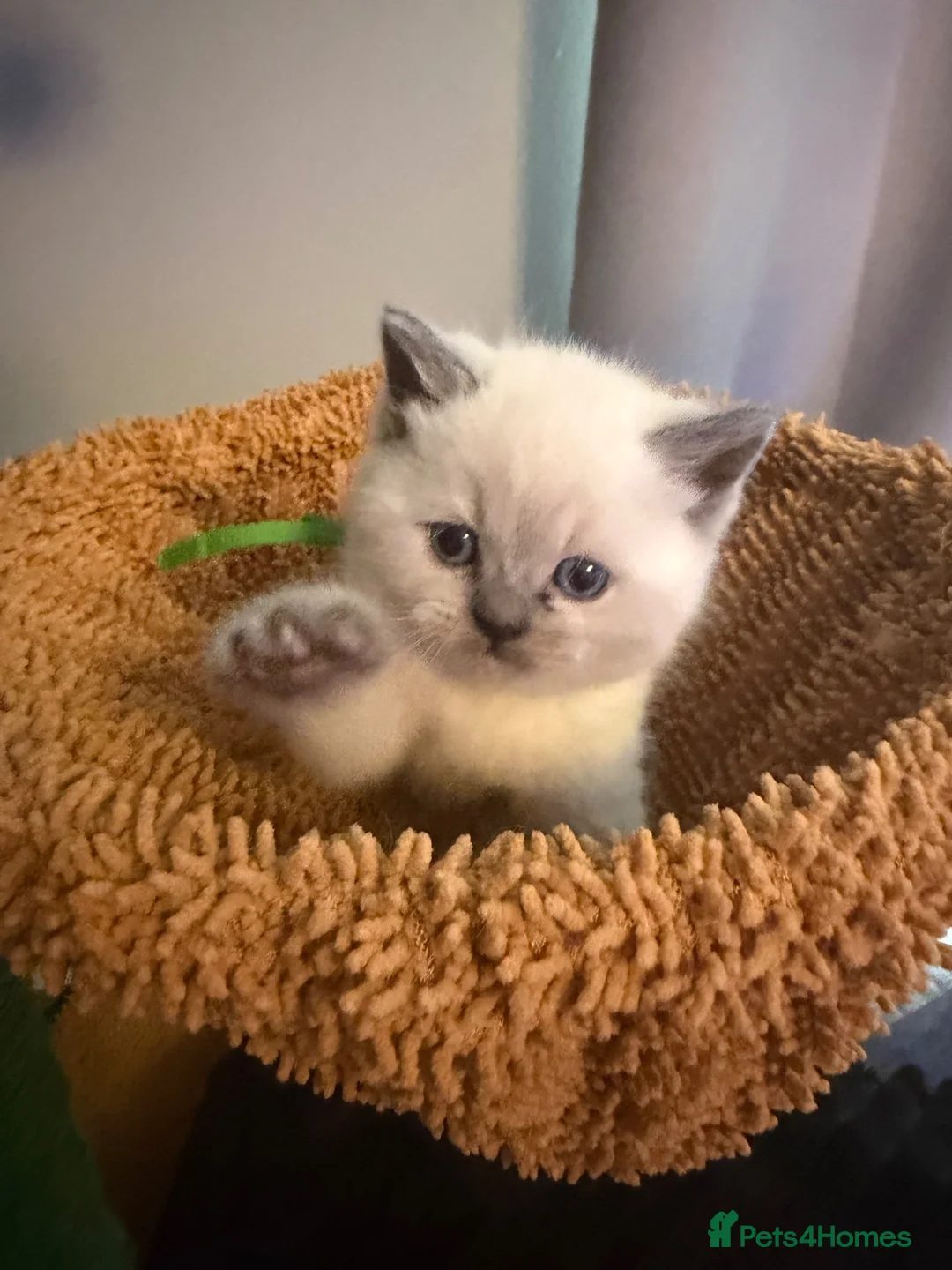 British Shorthair cats for sale: Beautiful British shorthair kittens - Advert 8