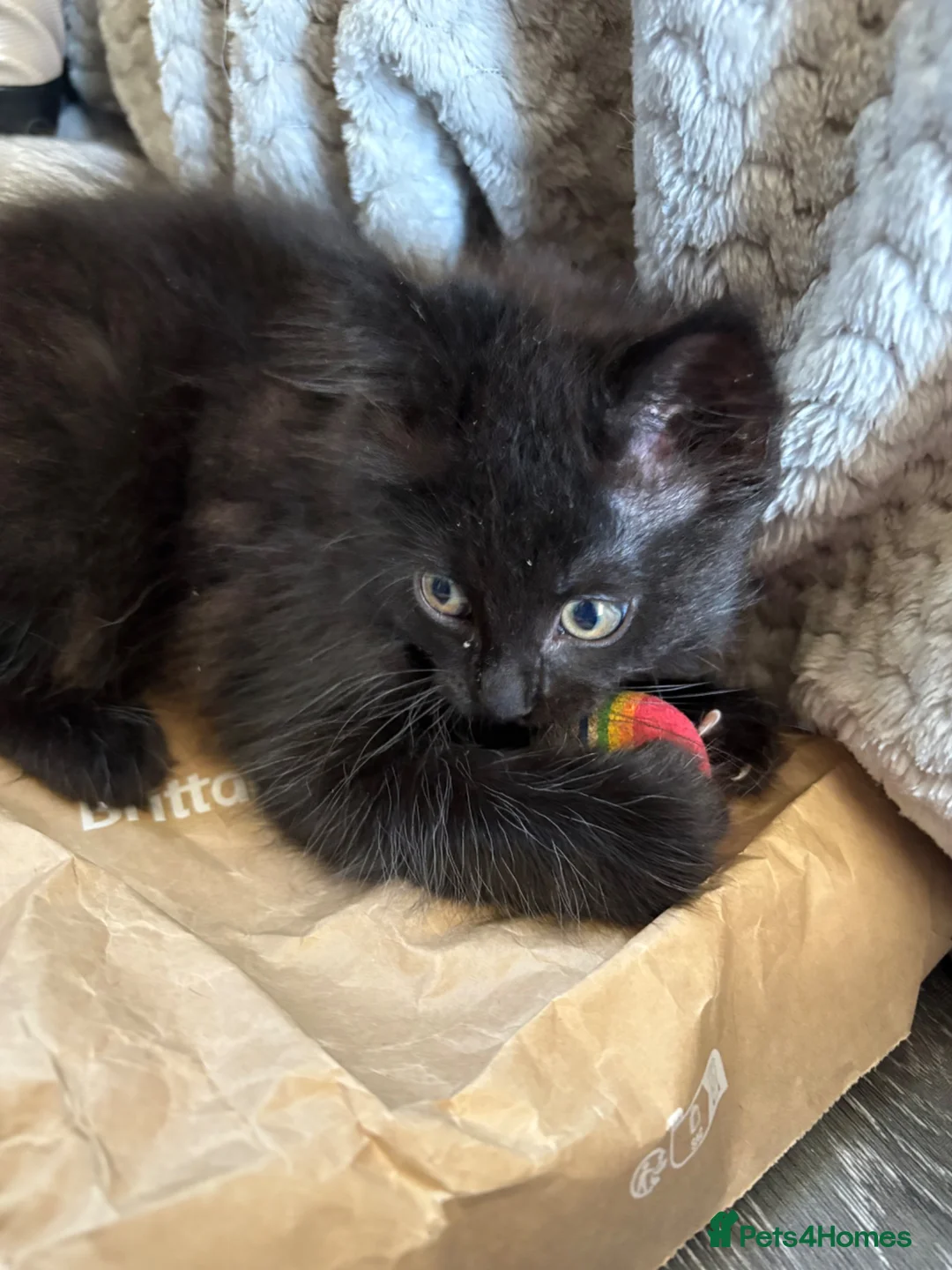 Ragcoon cats for sale: Ragcoon - Advert 2