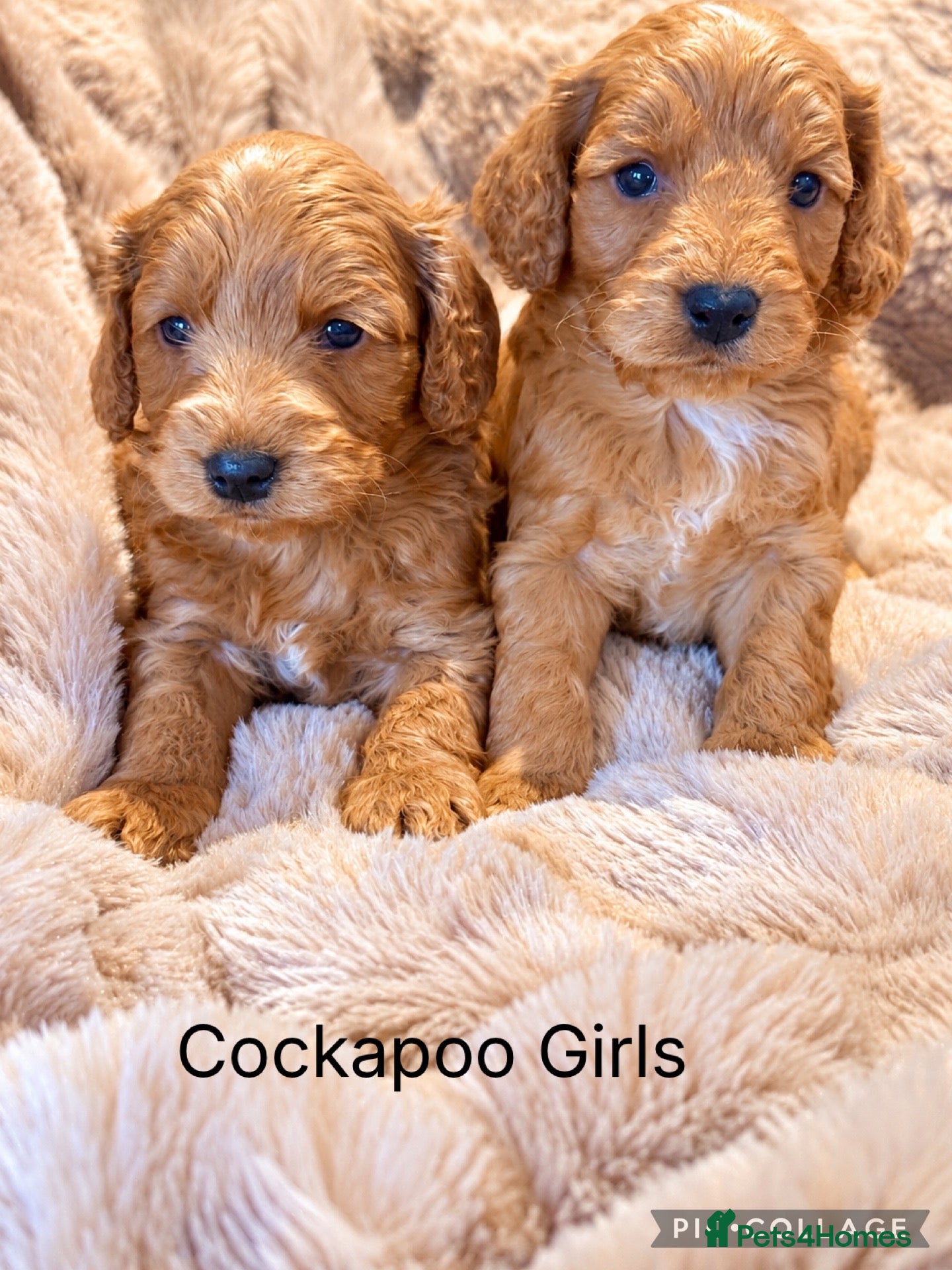Cockapoo dogs for sale: F1 Gorgeous Cockapoo’s - Advert 1