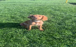 Cocker Spaniel dogs for sale: Cocker Spaniel Puppy for sale - Advert 4
