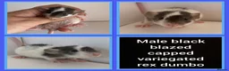 Rat rodents for sale: Adorable baby rats for sale  - Advert 37