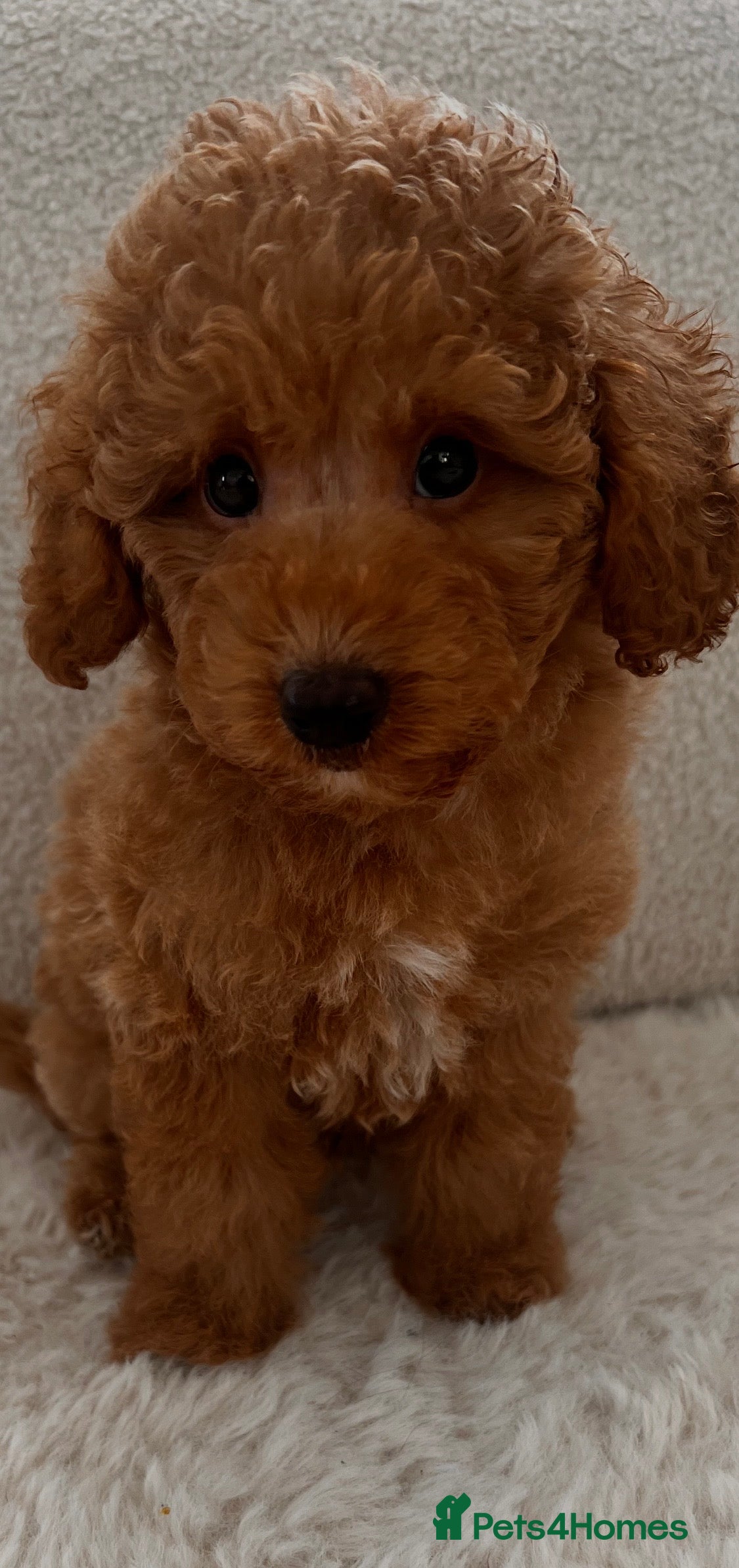 Toy Poodle dogs  Beautiful  Poodle Boy Ready for a Loving Home♥️ - Advert 3