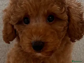Toy Poodle dogs Beautiful Poodle Boy Ready for a Loving Home♥️ - Advert 3