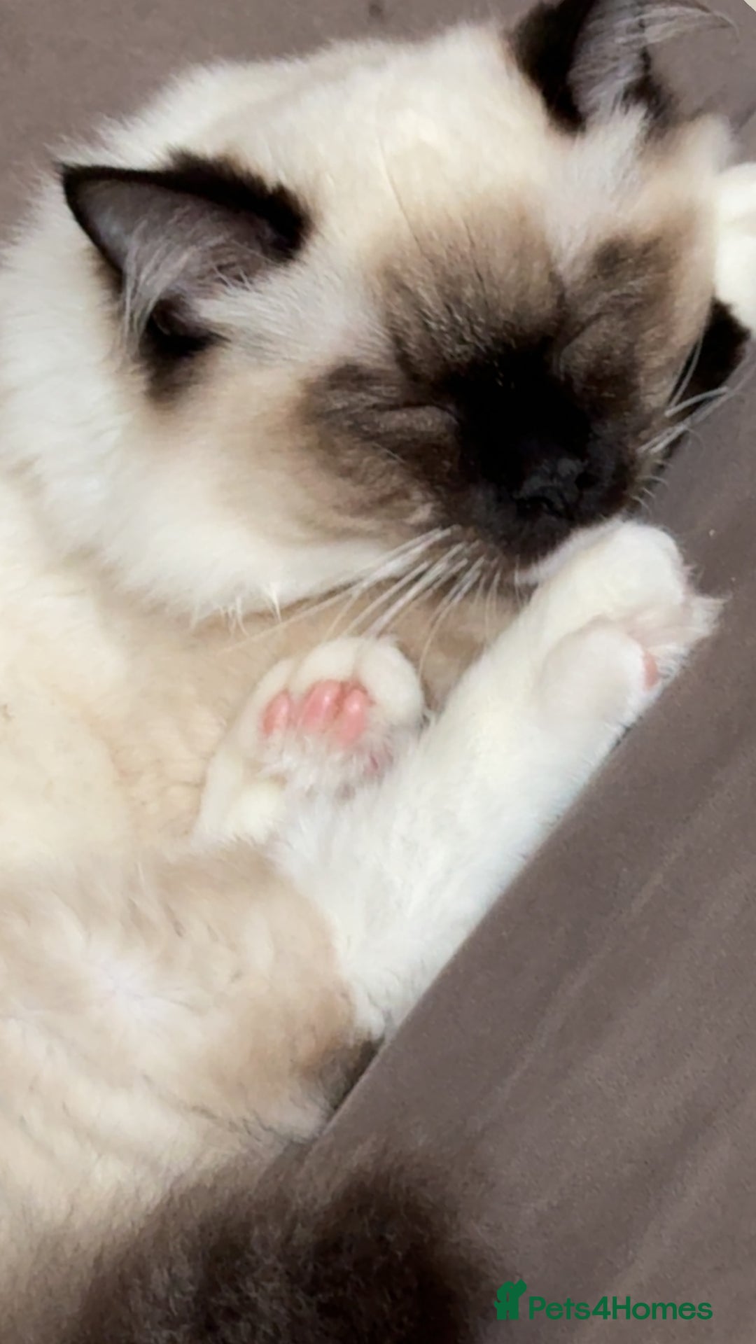 Ragdoll cats for sale: The perfect family pet needs rehoming 😭 - Advert 2