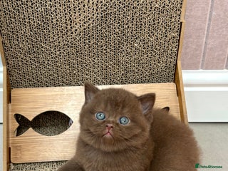 British Shorthair cats Luxury British Short-Choc& Bi-Coloured| ** - Advert 1