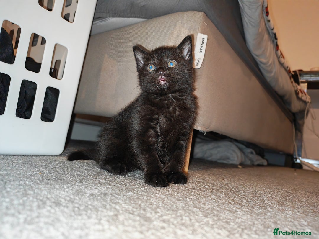 Mixed Breed cats for sale: Beautiful kitten for loving homes - Advert 9