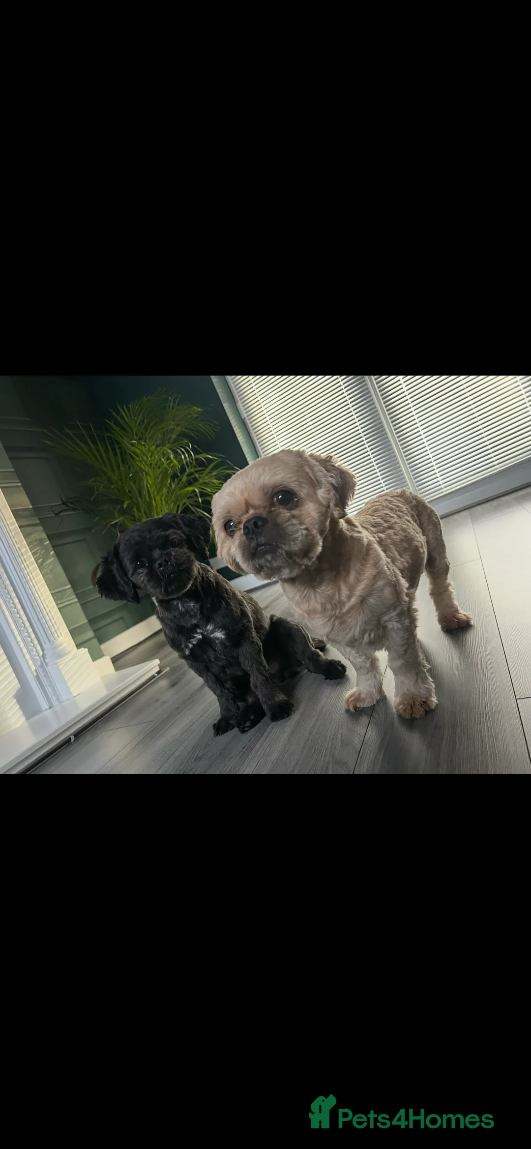 Shih Tzu dogs for sale: Shih Tzu puppies for sale  - Advert 21