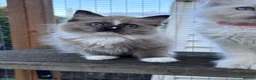 Ragdoll cats for sale: Ragkins ragdolls  and cherubims Kittens   - Advert 3
