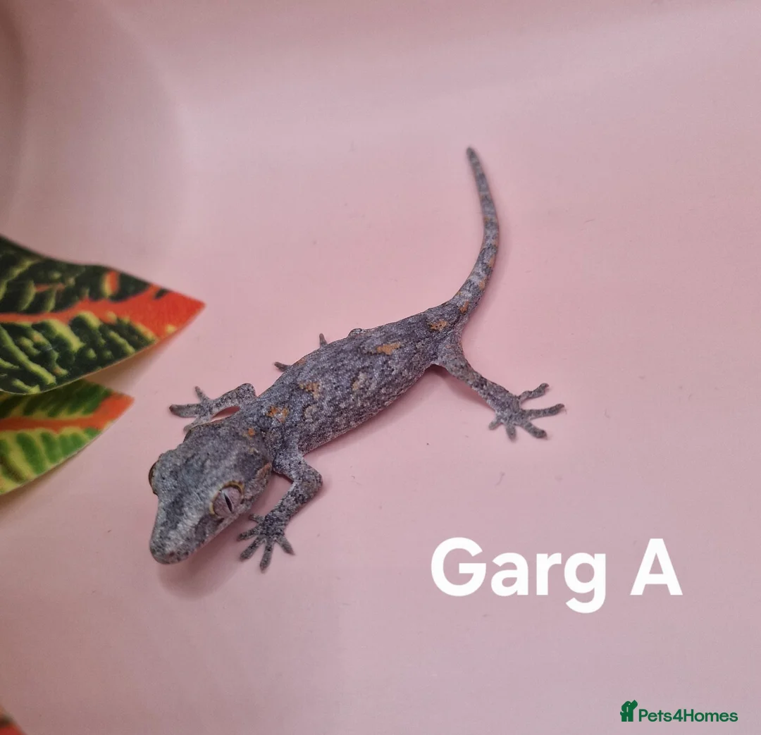 Gecko reptiles for sale: Gargoyle Gecko Hatchlings/Juveniles - Advert 2