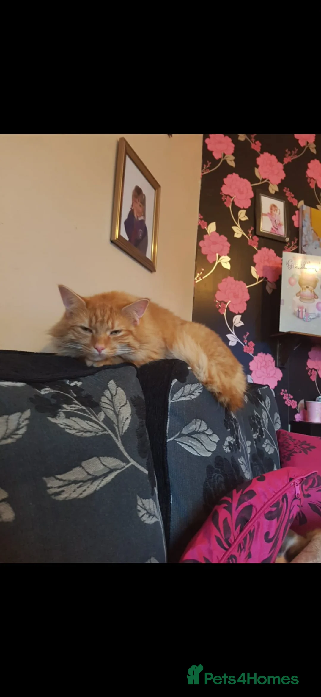 Mixed Breed cats for sale: Ginger little boy  - Advert 1