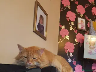 Mixed Breed cats Ginger little boy - Advert 6