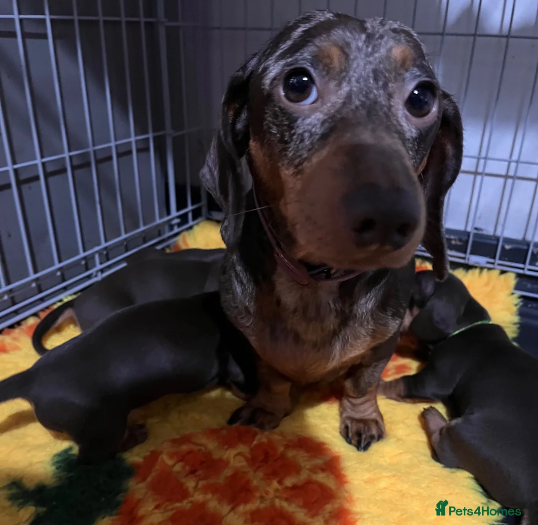 Miniature Dachshund dogs for sale:  🍫 Beautiful Chocolate & Tan Mini Dachshunds  - Advert 15