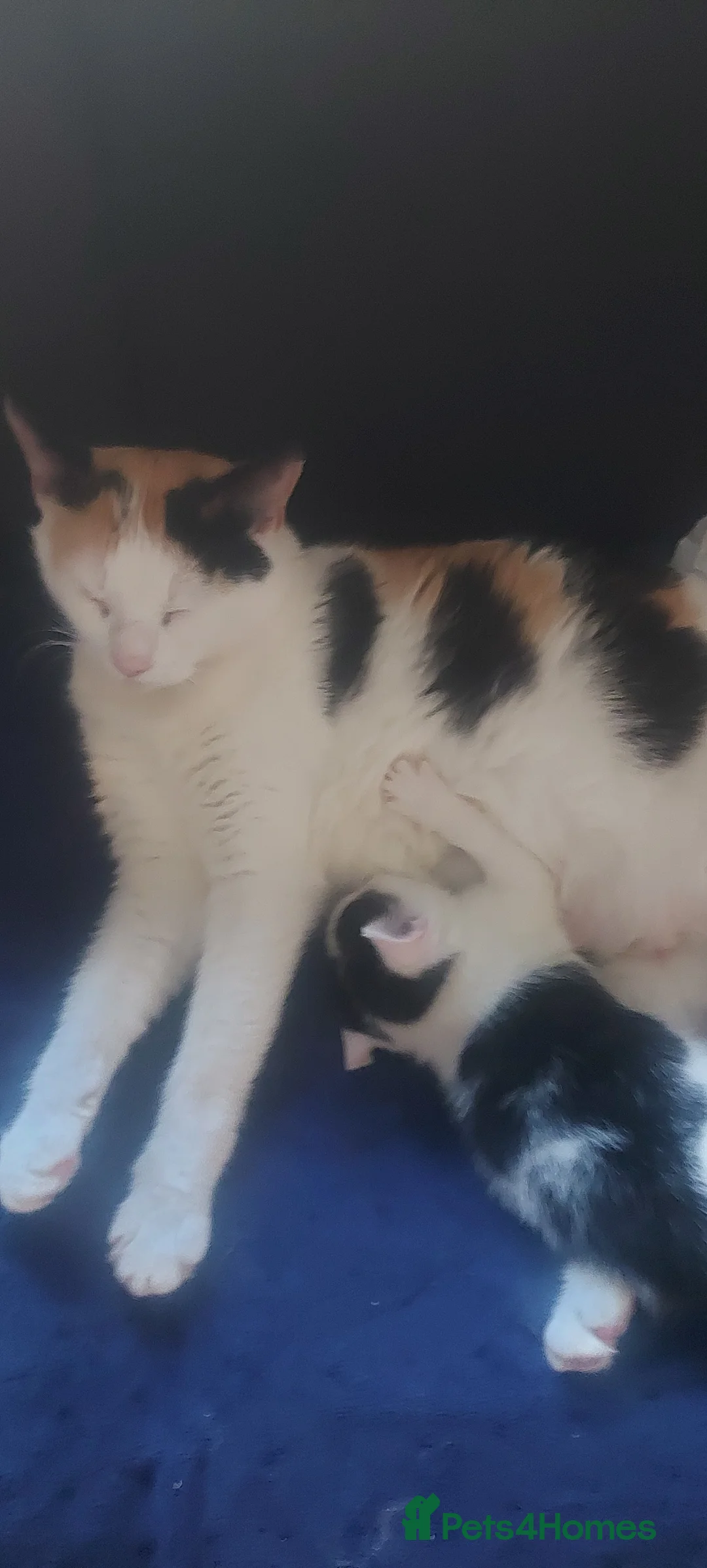 Mixed Breed cats for sale: Kittens ready now  - Advert 2