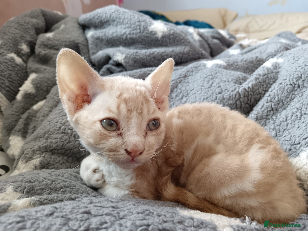 Domestic Shorthair cats for sale: 3 beautiful kittens - Image 19