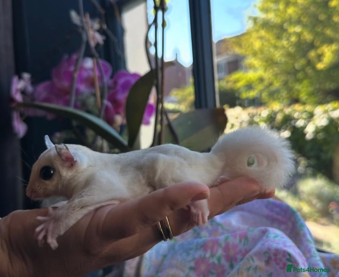 Sugar Glider rodents for sale: Sugar Gliders available to suitable homes - Advert 16